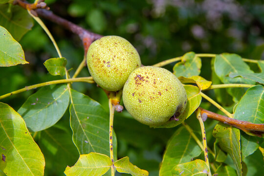 Two green walnuts hanging on a tree branch. Fresh organic nut harvest in the garden. Agriculture and healthy food concept.