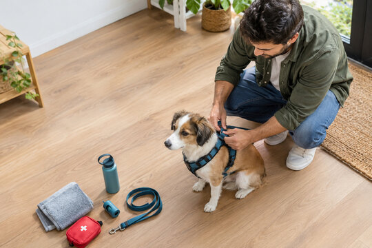 Preparaci&oacute;n responsable de un perro para salir a pasear