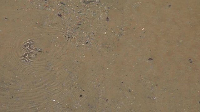 Top down super slow motion of water strider skating and creating fine ripples