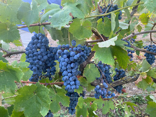 Ripe dark grapes hanging on vineyard vines during the late summer harvest, showcasing abundant fruit clusters ready for winemaking or fresh consumption © MarioA