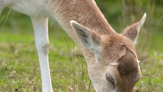 Young Fallow Deer Fawn Grazing on Green Grass Meadow