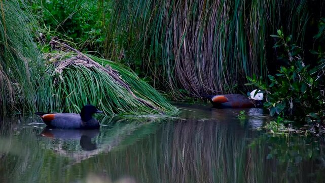 Pair of Paradise Shelduck Tadorna variegata pūtangitangi endemic to New Zealand on lake in Aotearoa