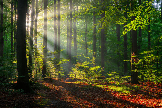Sunny morning in the forest