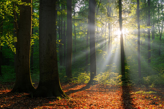 Sunny morning in the forest