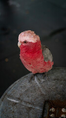 A galah cockatoo turns its head in close-up portrait, its soft pink and grey feathers catching the light. © The Long Horizon
