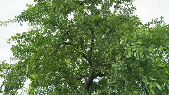 Green wood apple tree leaves swaying 4k video footage