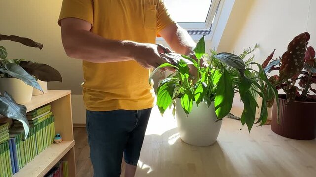 Man taking care of indoor plants at home
