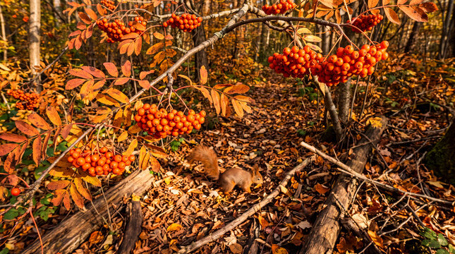 Red squirrel running on forest ground with autumn leaves and rowan berries