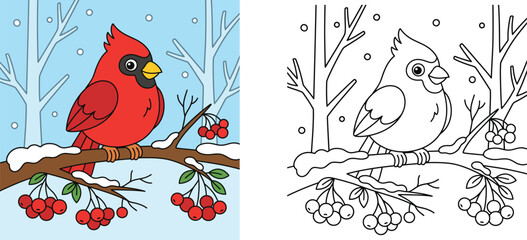 Cute cartoon red cardinal bird on snowy branch with berries, winter coloring page and colorful illustration for kids activity book © MSTA