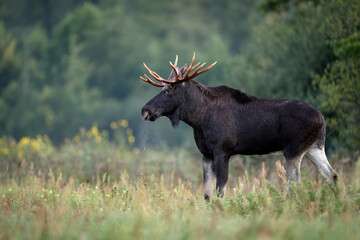 Fototapeta premium Elk / Moose ( alces alces ) close up