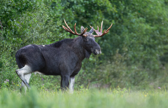 Elk / Moose ( alces alces ) close up