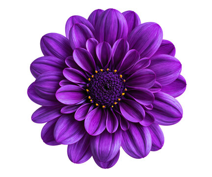 Vibrant purple dahlia flower with yellow center isolated on transparent background