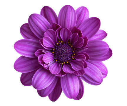 Vibrant purple daisylike flower with yellow center isolated on transparent background