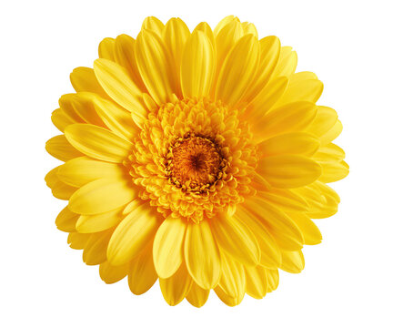 A vibrant yellow gerbera daisy flower isolated on transparent background