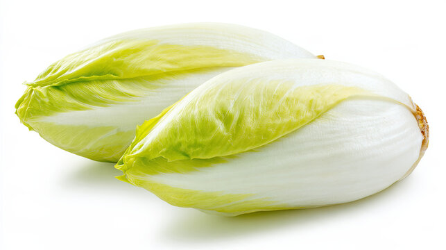 isolated endive heads on pure white background