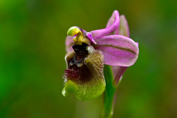 Sawfly orchid // Wespen-Ragwurz (Ophrys tenthredinifera) - Sedano, Burgos, Spain © bennytrapp