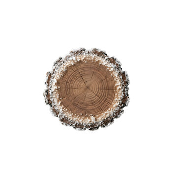 Snow covered tree trunk cross section crosscut