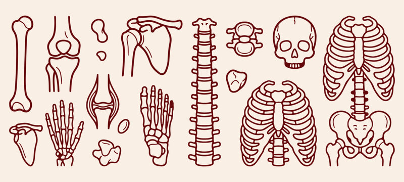 Human skeletal anatomy and orthopedics doodle, human spine vertebral column line art, shoulder blade joint drawing, hand and foot bones graphic, human rib cage illustration, skull bones medical educat