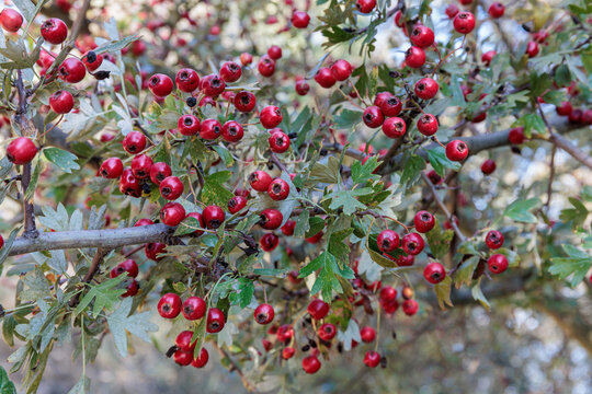 Crataegus monogyna. Hawthorn shrub with red fruits.