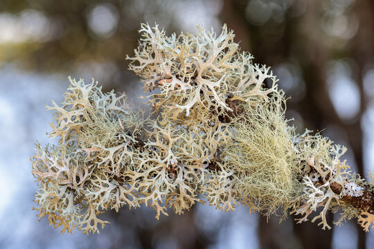 Branch with oakmoss and bearded lichens. Evernia prunastri. Usnea hirta.