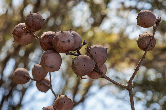 Branch of Pyrenean oak with galls. Quercus pyrenaica.