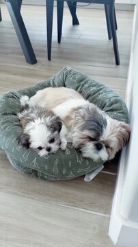 Two adorable fluffy shih tzu puppies sleeping peacefully curled up together inside a soft green round pet bed on wooden flooring indoors video clip