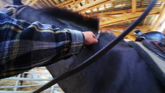 Low angle first person view of hands adjusting tack on a saddled horse inside a straw covered stable, capturing a practical step in preparing the animal for riding.