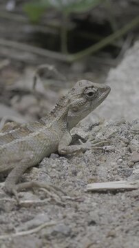 A textured brown oriental garden lizard rests alertly on the sandy earth among lush green foliage