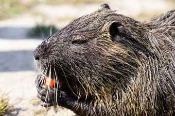 Close up profile portrait of a wet nutria holding a piece of orange carrot in its paws and eating outdoors on a sunny day. © Tatiana