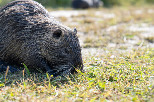 Close up of a wet nutria eating green grass on a riverbank field on a sunny day with a blurred background focus on the head.