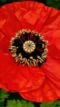 Vivid red poppy with black pollen-covered stamens around a pale central disc, macro