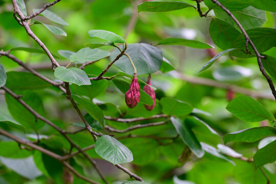 Close up of a tree branch with green leaves and hanging ripe pink fruit cones of a siebold magnolia growing outdoors in summer.