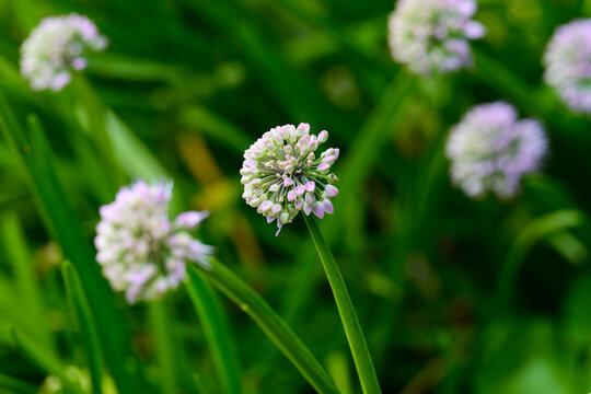Macro view of a round blooming allium senescens flower head with tiny pink buds on a green stem with a blurred background in autumn.