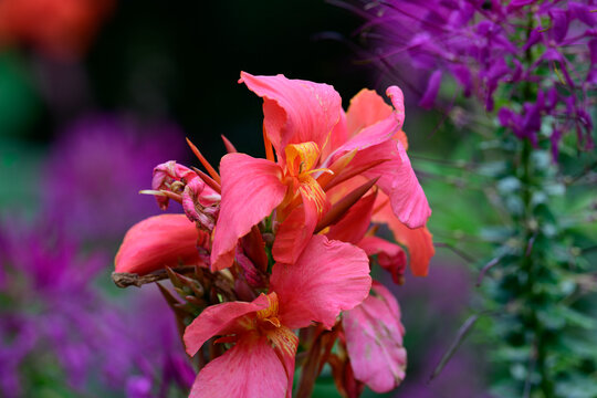 Close up of a pink canna indica flower head blooming on a stem with blurred purple cleome spinosa flowers background on a sunny day.