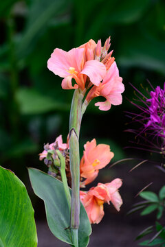 Close up of a tall peach pink canna indica flower stem blooming with a blurred purple cleome spinosa flower background in a park.