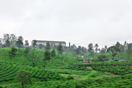  terraced green tea plantation on rolling hills with a multi-story processing building and chimney near the ridge