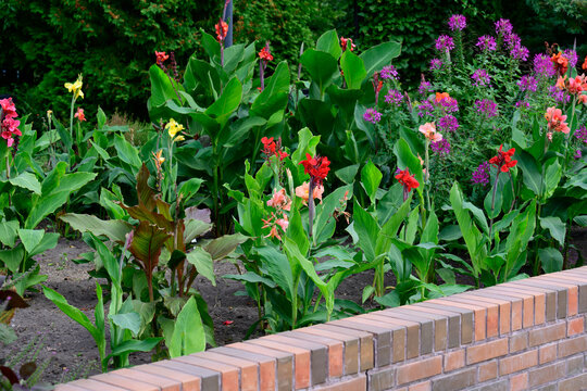 Lush park flowerbed with blooming red and peach canna indica flowers and purple cleome spinosa behind a low brick border wall in autumn.