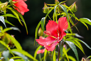 Close up of a vibrant red hibiscus coccineus flower blooming on a branch with green lobed leaves and buds on a dark background. © Tatiana