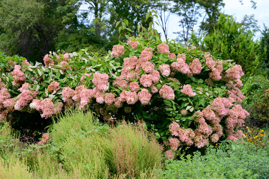 Large lush hydrangea paniculata bush blooming with multiple pink flowers behind a field of green shrubs on an autumn day.