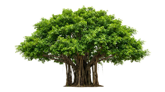 Green wide tree on a black background isolated foliage and roots