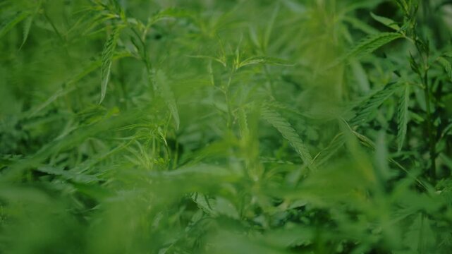 Healthy cannabis plant in vegetative growth stage photographed outdoors. Medicinal cultivation, agricultural innovation and natural resource theme. 4K.