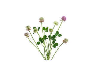 Fresh Clustered Clovers with Green Leaves and Delicate Flower Heads transparent background © Sakhina