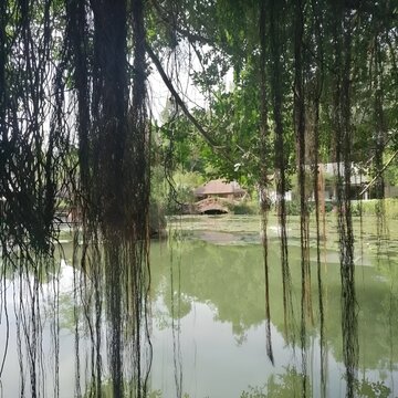 Serene lake scene featuring long, dangling tree roots and foliage in the foreground
