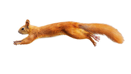Fototapeta premium Red squirrel leaps mid-air, fur fluffed. Eyes alert, paws spread wide. Long tail arcs behind its body. Pure white background, isolated.