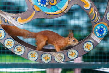 Fototapeta premium Red squirrel walks along ornate, circular wooden frame