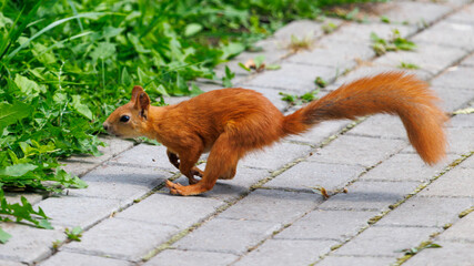 Fototapeta premium Red squirrel runs across paved stones