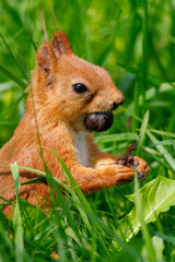 Fototapeta premium Red squirrel nibbles nut in vibrant green grass