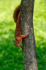 Fototapeta premium Red squirrel clings to tree trunk