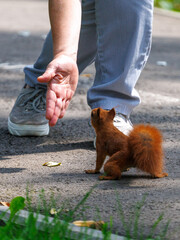 Fototapeta premium Red squirrel faces a human hand on a sidewalk