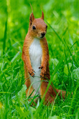 Fototapeta premium Red squirrel stands alert in vibrant green grass